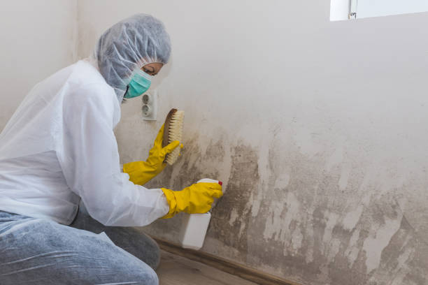 Best Mold Removal for HVAC Installations  in Baileyton, AL