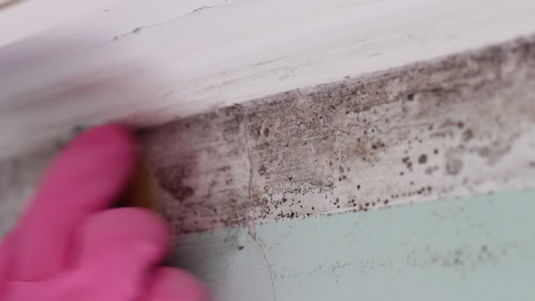Best Mold Remediation for Vacation Homes  in Baileyton, AL